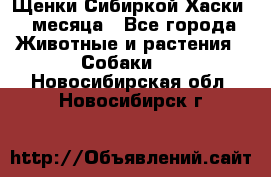 Щенки Сибиркой Хаски 2 месяца - Все города Животные и растения » Собаки   . Новосибирская обл.,Новосибирск г.